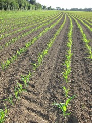Corn  field in  Spring © Heliosphile