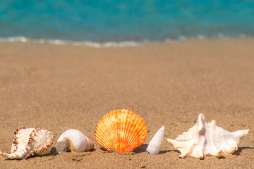 beautiful seashells on the sand lined up macro shot