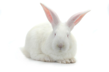 white rabbit