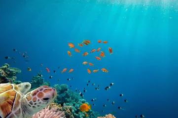 Zelfklevend Fotobehang Schildpad zeeschildpad die over koraalrif zwemt