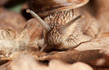 Snail stare in autumn