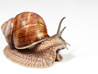 Side view of garden snail