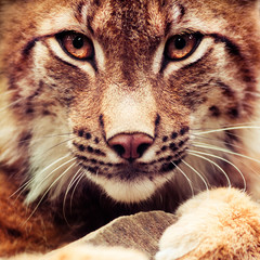 Muzzle of wild lynx close-up
