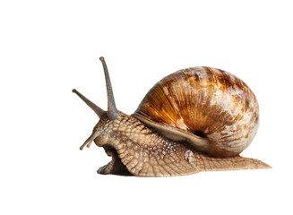 Garden snail side view © abet