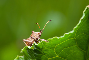 Vermin bug
