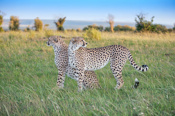 two cheetah