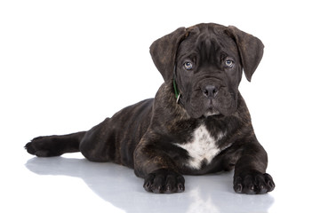 brindle cane corso puppy lying down