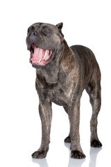 cane corso dog yawning