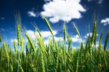 Wheat field and blue sky with white clouds. Agriculture scene