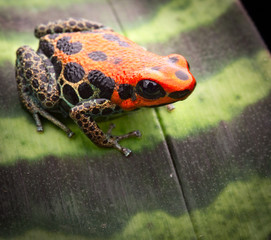 reticulated poison dart frog