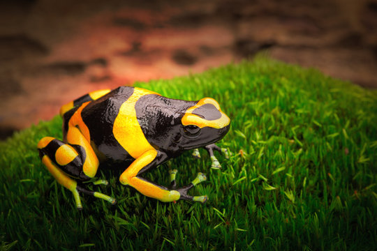 Yellow Banded Poison Dart Frog