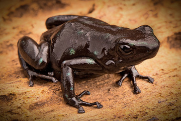black poison arrow frog