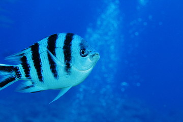 こっちを見る魚
