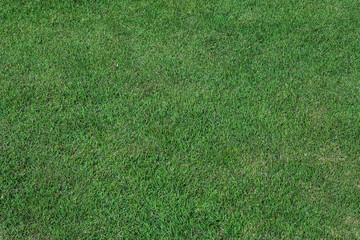 Fototapeta na wymiar Grass texture background