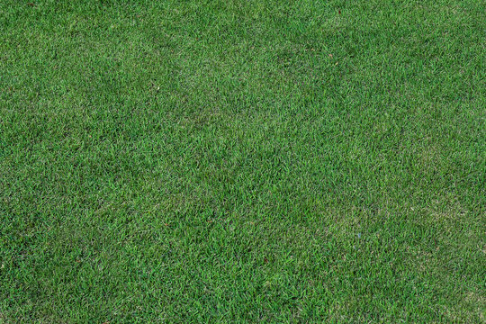 Grass texture background