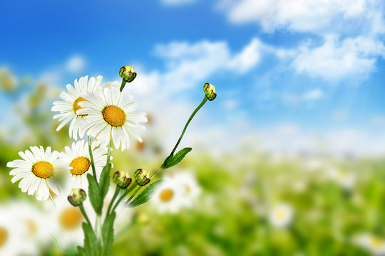 chamomile flowers and blue sky with clouds