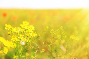 Beautiful daisy flowers in the field