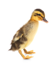 Little cute duckling isolated on white