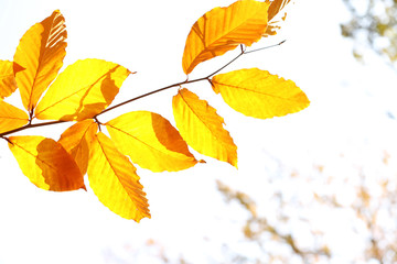Beautiful autumn leaves