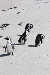 Afrikanische Pinguine Strand Simons Town
