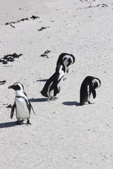 Obraz premium Afrikanische Pinguine Strand Simons Town