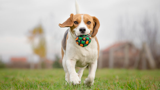 Beagle dog running with ball