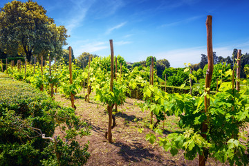 Fototapeta na wymiar Vineyard landscape in Tuscany, Italy