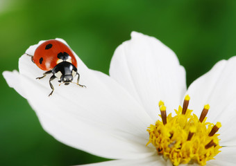 Ladybug