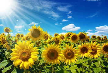Foto auf Acrylglas Sonnenblume sunflowers