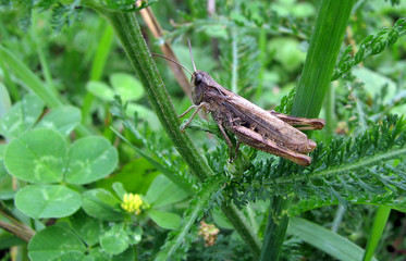Grasshopper.