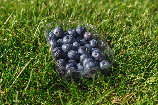 Blueberries in a box on the green grass