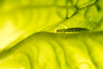 白菜を食べる芋虫のアップ
