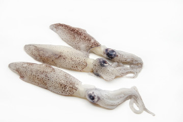 Squid