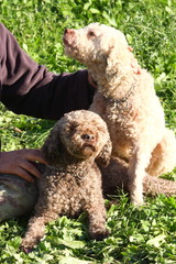 cane da tartufo ricerca tubero pregiato