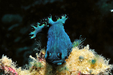 Blue nudibranch