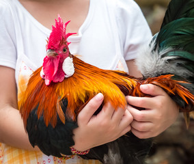 Child's hand hugging rooster