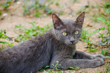 black cat thailand