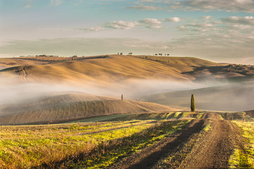 Obraz premium Tuscan cypress trees on the fields in a fantastic light of the r