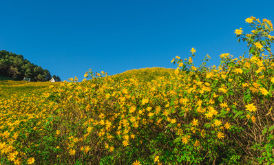Mexican sunflower field