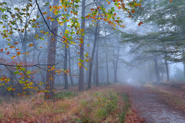 path in foggy autumn forest