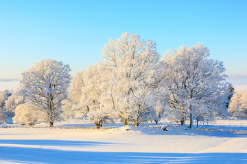 Oak tree in winter