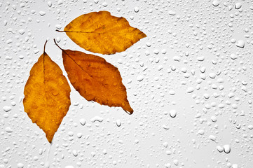 Kolorowe jesienne liście i krople deszczu na oknie - obrazy, fototapety, plakaty
