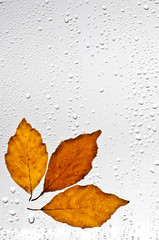 Kolorowe jesienne liście i krople deszczu na oknie