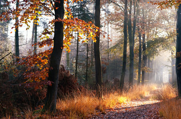 path in misty autumn forest