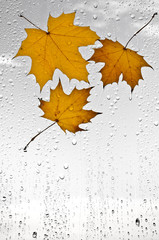 Kolorowe jesienne liście i krople deszczu na oknie