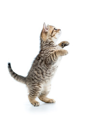 playful scottish kitten looking up isolated