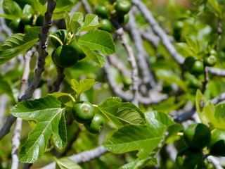 Figs in a fig tree in Croatia