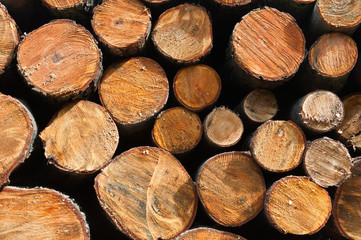 Stos drewnianych kłód świeżo ściętych  drzew w leśnym składzie - obrazy, fototapety, plakaty
