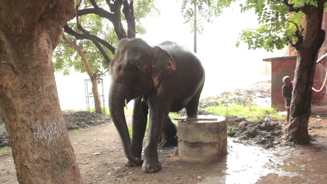 Men wash the elephants in India
