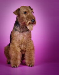 dog Welsh Terrier